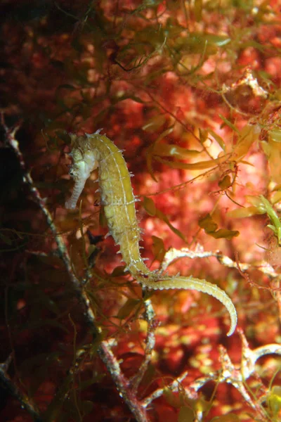 Szenischer Blick Auf Die Unterwasserwelt — Stockfoto