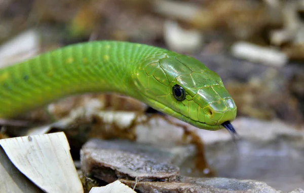 Zöld Mamba Zöld Kígyó Hüllő — Stock Fotó