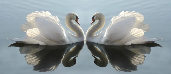 雄大な白鳥の自然景観 — ストック写真