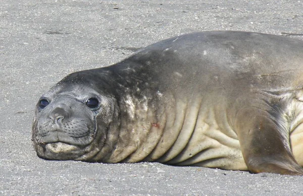 Zeehond Zeedier Zee — Stockfoto