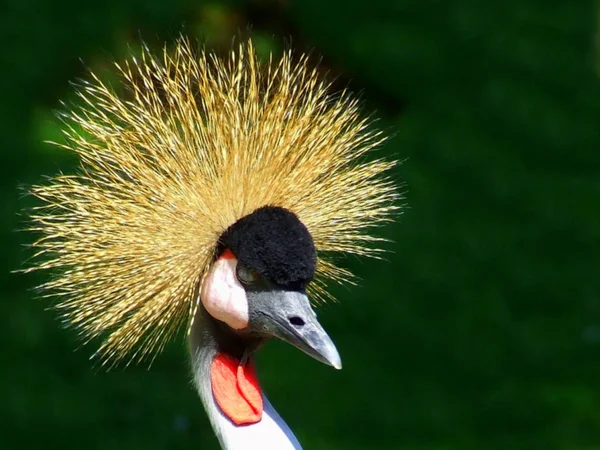 Schilderachtig Uitzicht Prachtige Vogel Natuur — Stockfoto