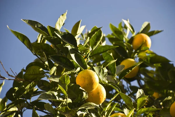 Limoni Gialli Albero Flora Foglie Foto Stock