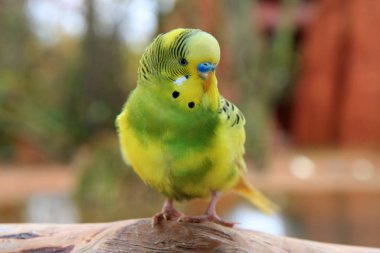scenic view of colorful budgerigar parrots clipart