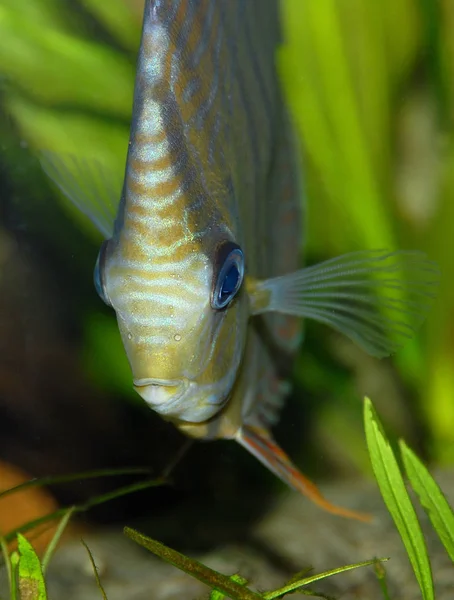 Portrait Discus Tomboy — Stock Photo, Image