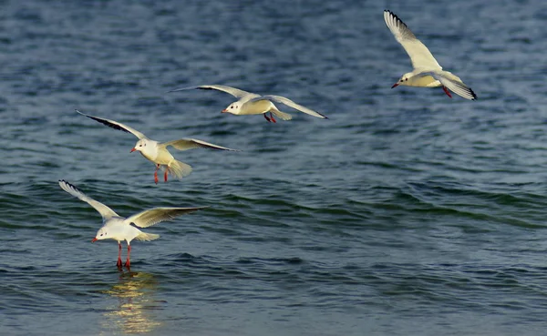 Aussichtsreiche Aussicht Auf Schöne Vögel Der Natur — Stockfoto