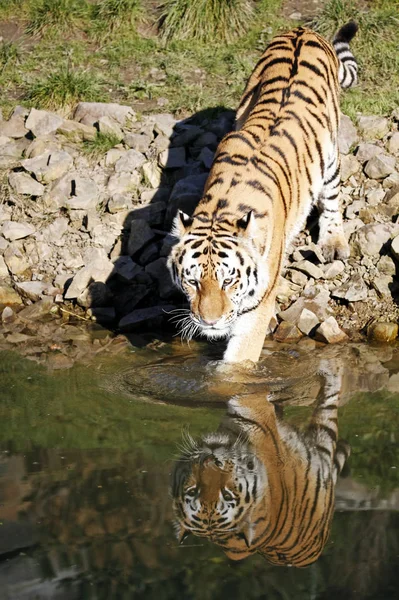 猎食者野猫 条纹虎动物 — 图库照片