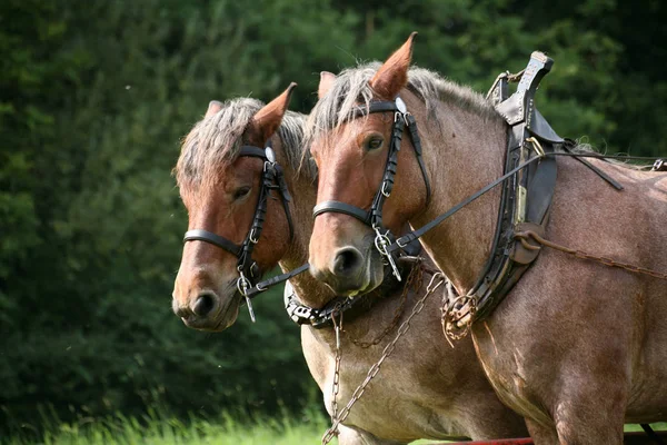 Lovak Nappal Szabadban — Stock Fotó