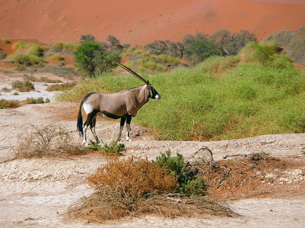 Aventura Este África — Foto de Stock