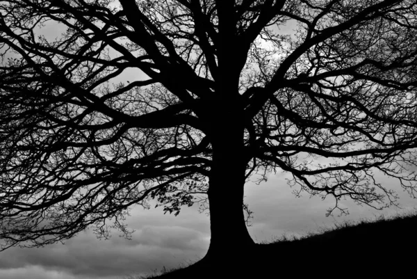 Schöne Aussicht Auf Die Natur — Stockfoto