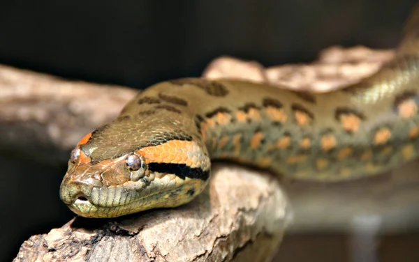 Serpiente Reptil Mundo Animal — Foto de Stock