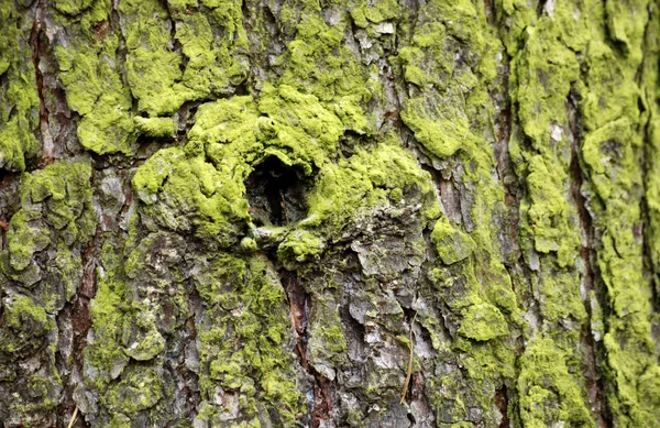 Tree Bark Nature Timber Textured — Stock Photo, Image