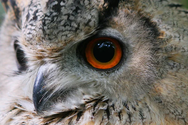 Detailní Záběr Roztomilé Sovy Divoké Přírodě — Stock fotografie