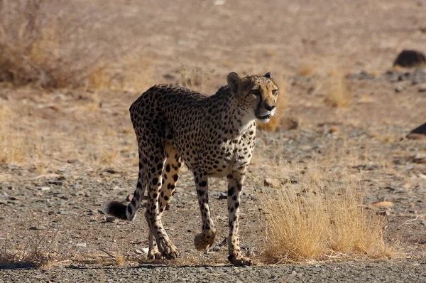 斑斑猎豹猎食者大猫 — 图库照片