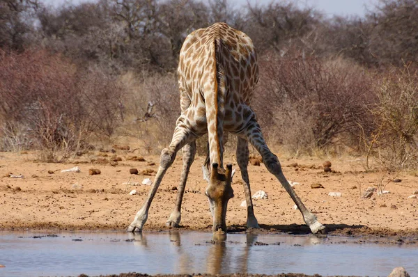 Girafa Animal Mamífero Herbívoro Africano — Fotografia de Stock