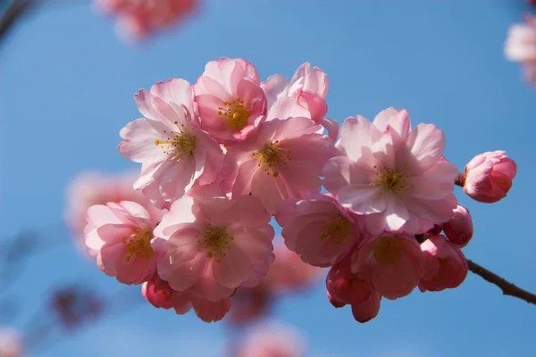 Квіткові Пелюстки Навесні — стокове фото