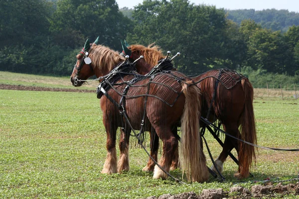 Chevaux Extérieur Jour — Photo