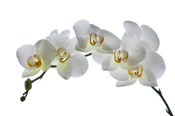 Orquídea Branca Isolada Fundo — Fotografia de Stock
