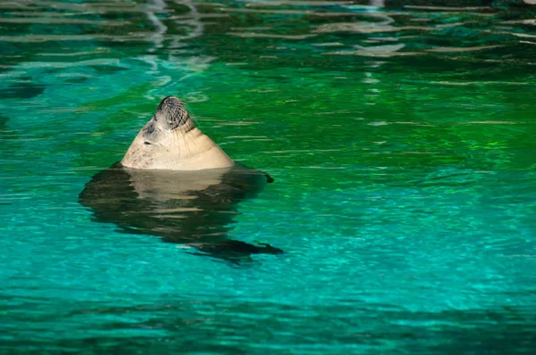 Seelöwe Sonnt Sich Grünen Wasser — Stockfoto