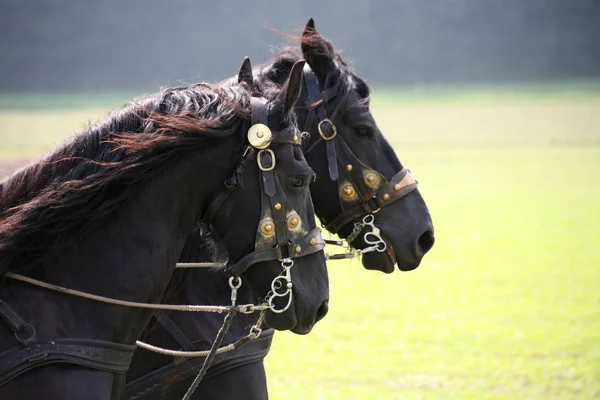 Cavalos Livre Durante Dia — Fotografia de Stock