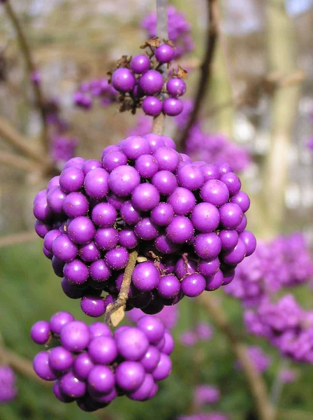 Montón Flores Púrpuras Jardín — Foto de Stock