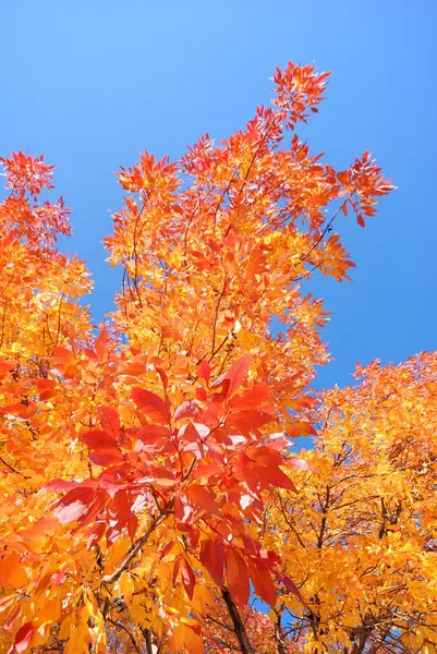 Hermoso Follaje Colorido Otoño — Foto de Stock