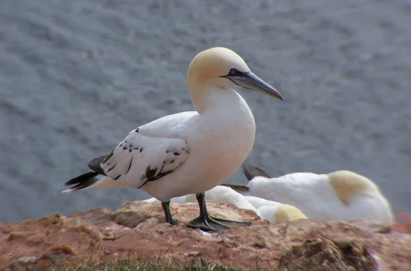 Vue Panoramique Des Fous Bassan Oiseaux Nature — Photo