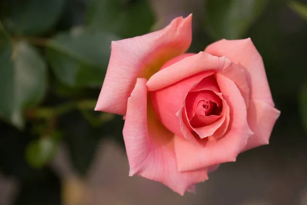 Vacker Botanisk Skott Naturliga Tapeter — Stockfoto