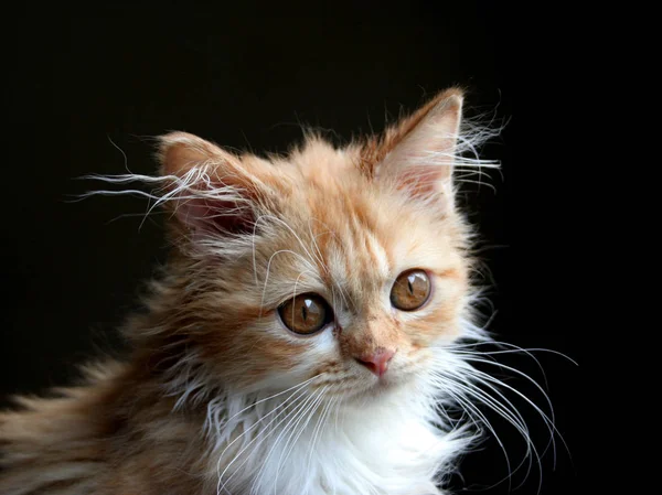 Retrato Lindo Gato —  Fotos de Stock