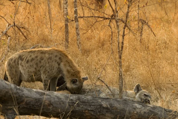 Hyena Divoké Přírodě — Stock fotografie