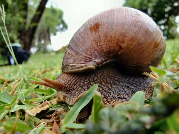 Caracol Lento Animal Viscoso — Fotografia de Stock