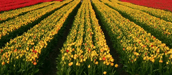 Piękne Płatki Kwiatów Tulipanów Flora — Zdjęcie stockowe