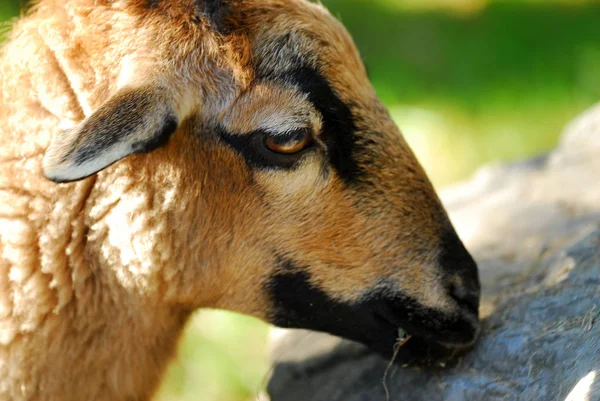 Domácí Hospodářská Zvířata Pastvinách — Stock fotografie