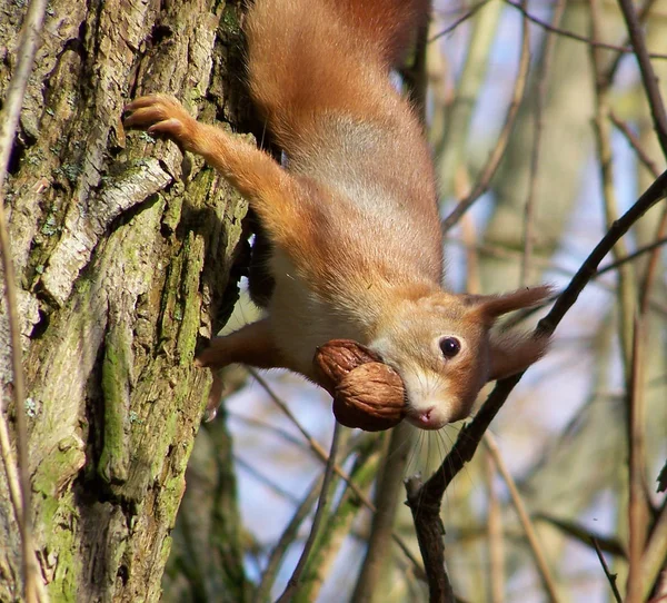 Ekorre Djur Naturen Fluffig Ekorre — Stockfoto