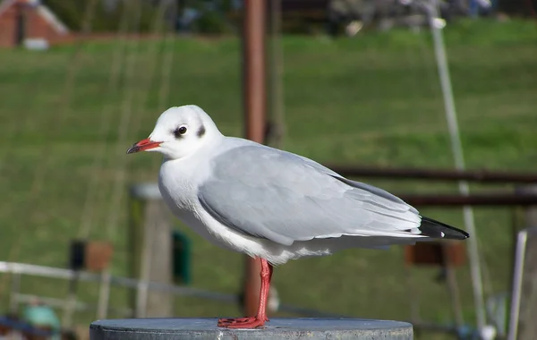 Schilderachtig Uitzicht Mooie Schattige Meeuw Vogel — Stockfoto