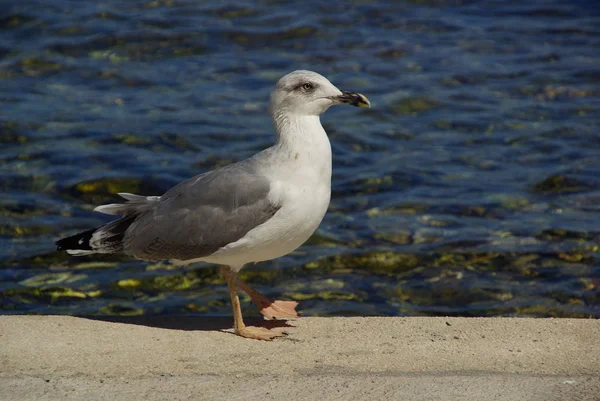 Scenic View Beautiful Seagull Birds Nature — Stock Photo, Image