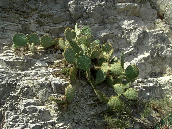 Piękne Botaniczne Ujęcie Naturalna Tapeta — Zdjęcie stockowe