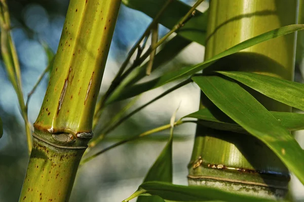 Vacker Botanisk Skott Naturliga Tapeter — Stockfoto