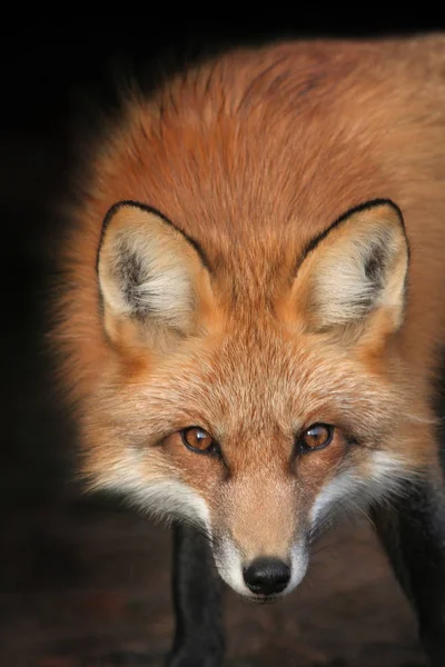 Tierbild Außenbild — Stockfoto