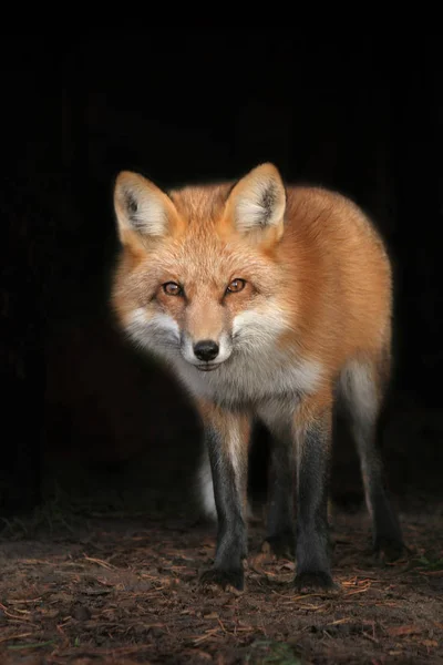 Rode Vos Vulpes Een Natuurlijke Achtergrond — Stockfoto