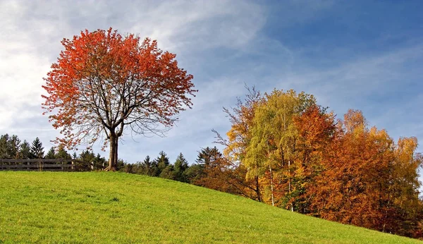 Hermoso Follaje Colorido Otoño —  Fotos de Stock