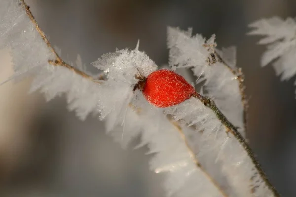 Uitzicht Een Winterse Scène — Stockfoto