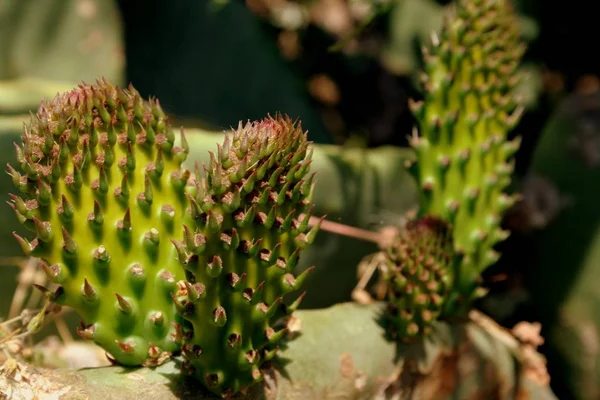 Cacto Planta Tropical Exótica — Fotografia de Stock