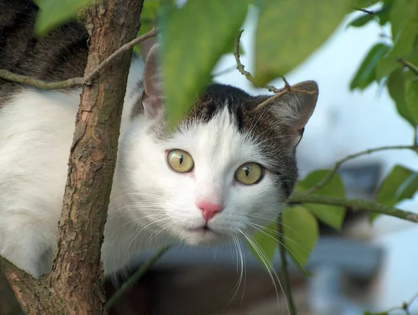 Porträt Einer Süßen Katze — Stockfoto