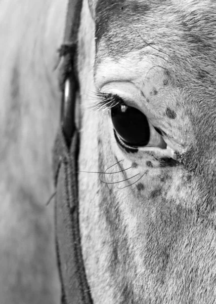 Paardeoog Zwart Wit — Stockfoto