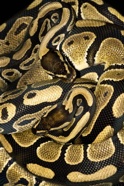 观赏威严的野生蟒蛇 — 图库照片