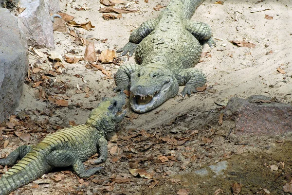 Crocodile Alligator Carnivore Animal — Photo