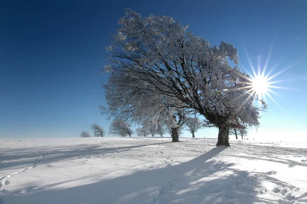 Paisaje Invierno Cubierto Nieve — Foto de Stock