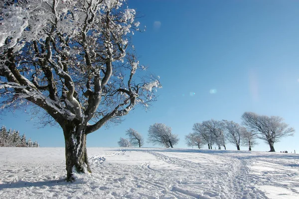 Paysage Hivernal Enneigé — Photo