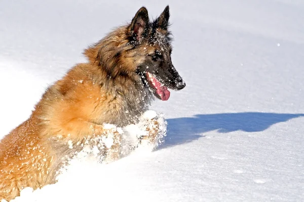 Schapenhond Sneeuw — Stockfoto