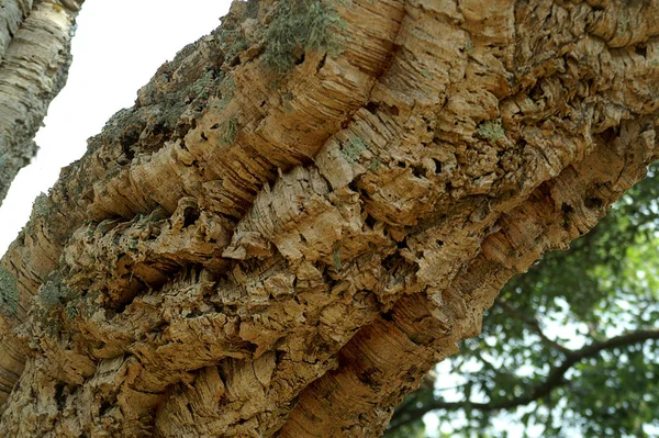 Cork Oak Tree Nature Flora — Stock Photo, Image